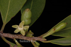 Erythroxylum monogynum